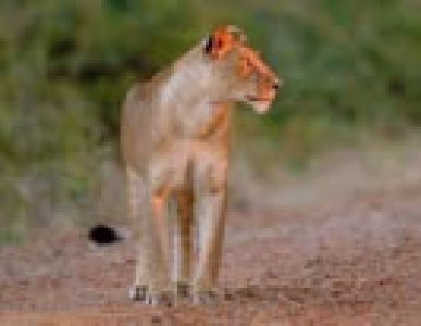 Waterberg Game Lodge timeshare resort in North West & Northern Province