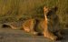 024 lioness