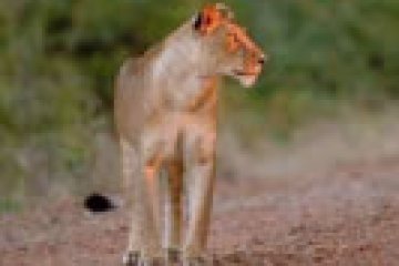 Waterberg Game Lodge timeshare resort in North West & Northern Province